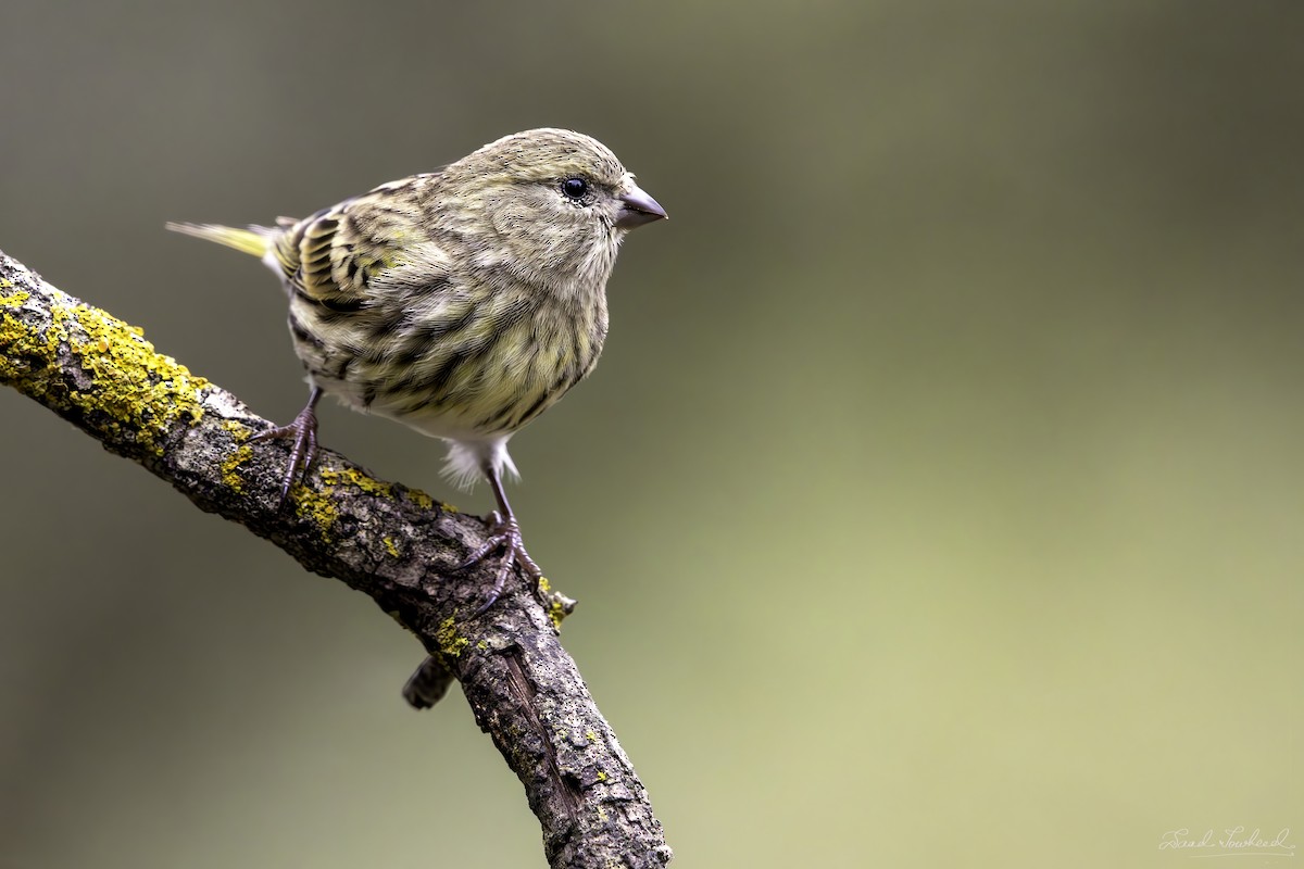 European Serin - ML620074751