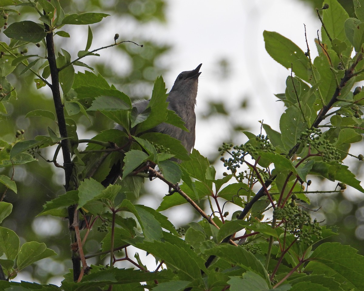 Gray Catbird - ML620074753