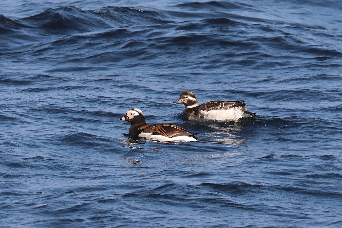 Long-tailed Duck - ML620074758