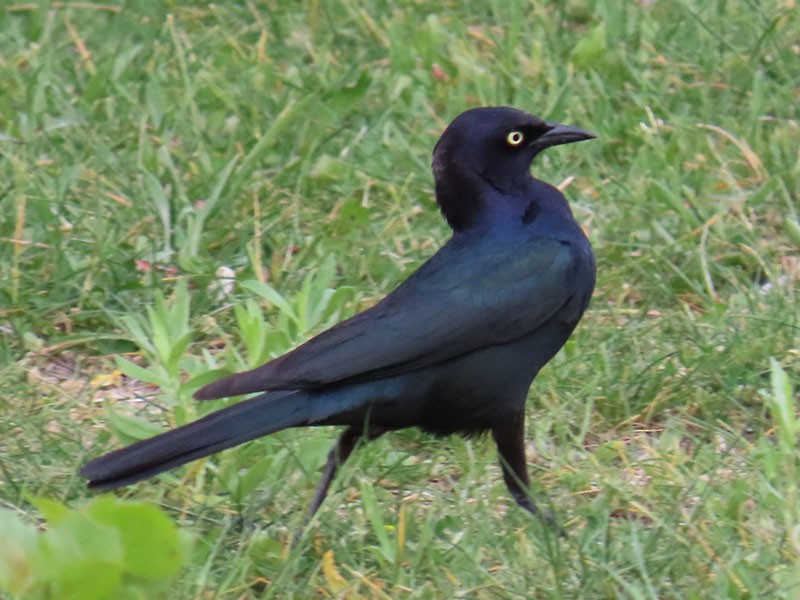 Brewer's Blackbird - ML620074760