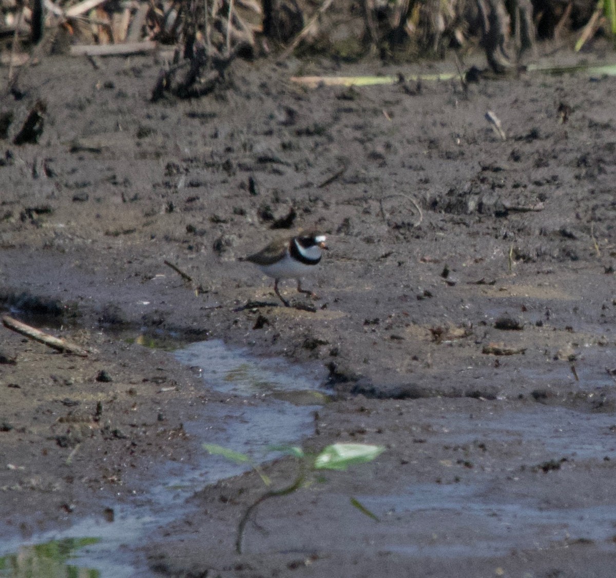 Semipalmated Plover - ML620074781