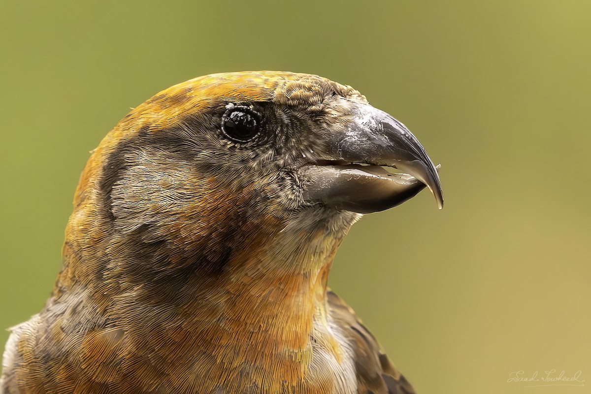 Red Crossbill - ML620074786