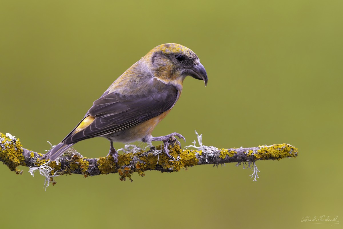 Red Crossbill - ML620074787