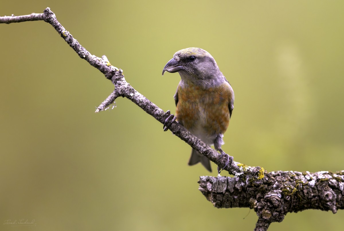 Red Crossbill - ML620074788