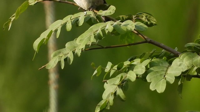 Brown-backed Scrub-Robin - ML620074799