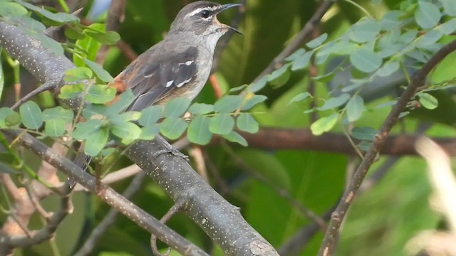 Brown-backed Scrub-Robin - ML620074801