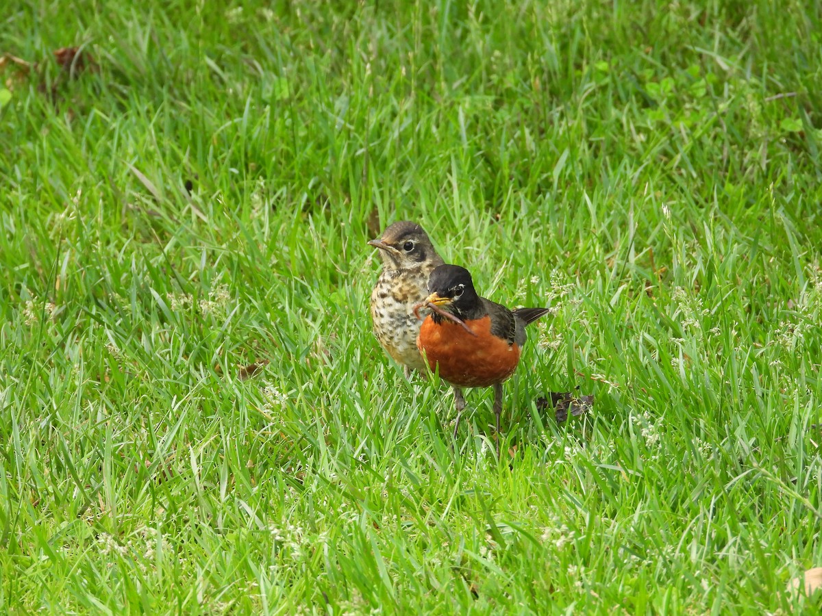 American Robin - ML620074807