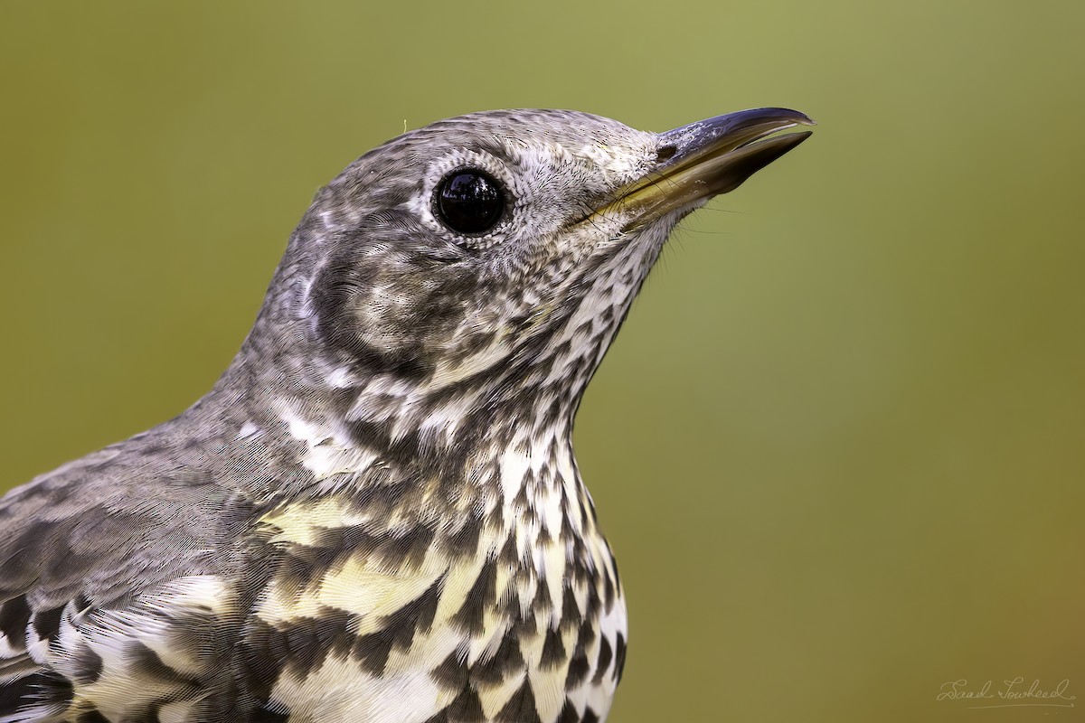 Mistle Thrush - ML620074810