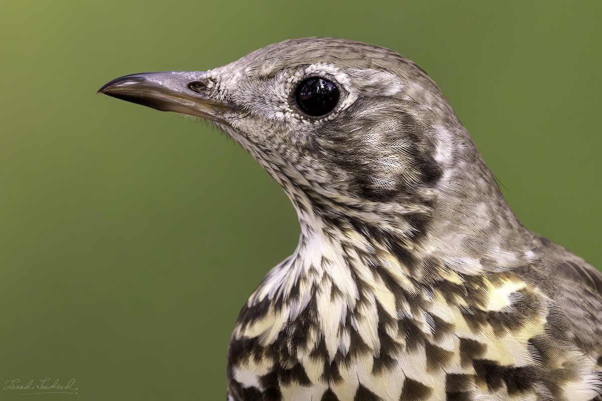 Mistle Thrush - ML620074811