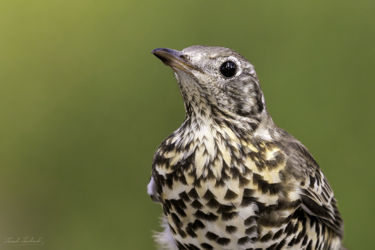 Mistle Thrush - ML620074812