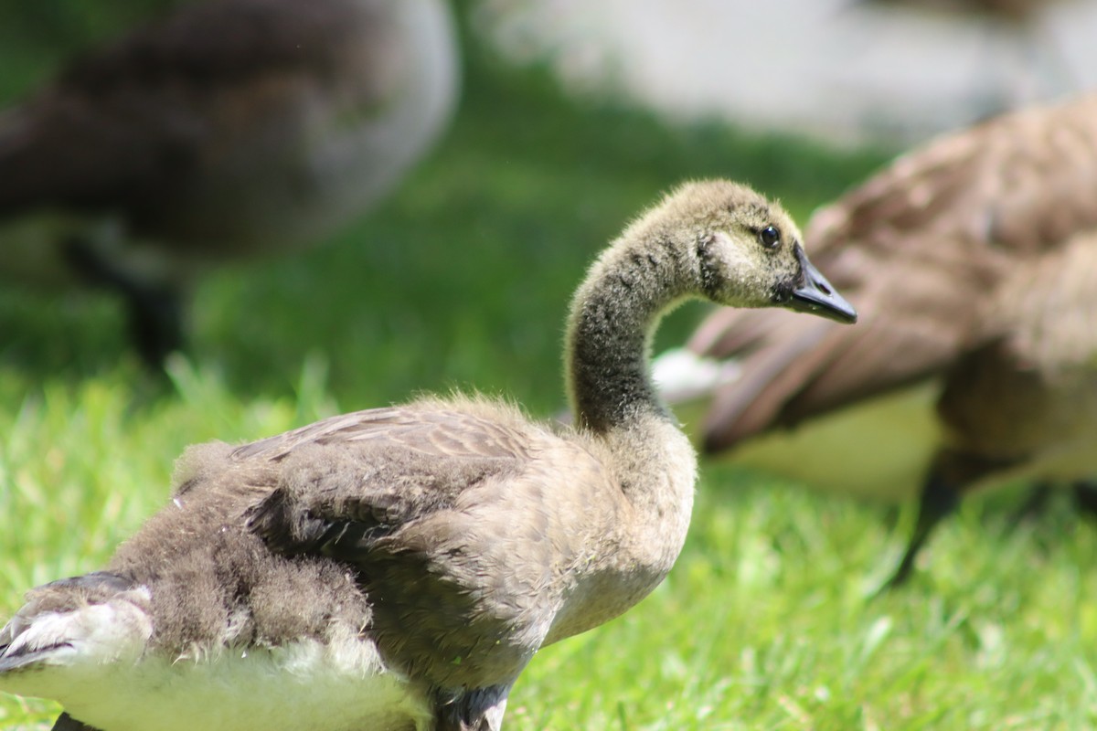 Canada Goose - ML620074814