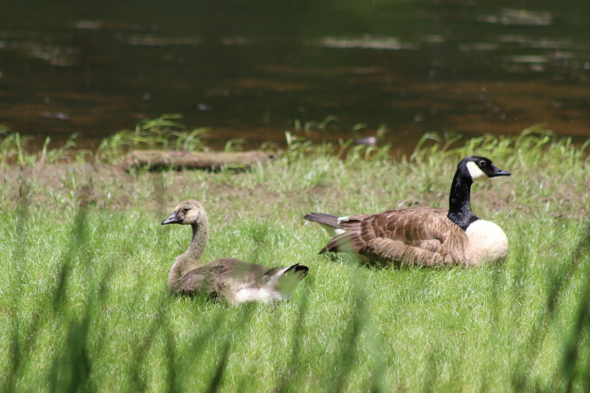 Canada Goose - Anonymous