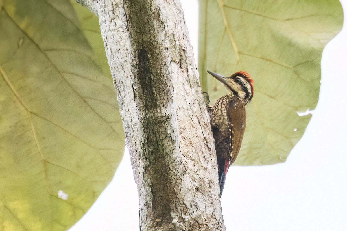 Fire-bellied Woodpecker - Jeanne Verhulst