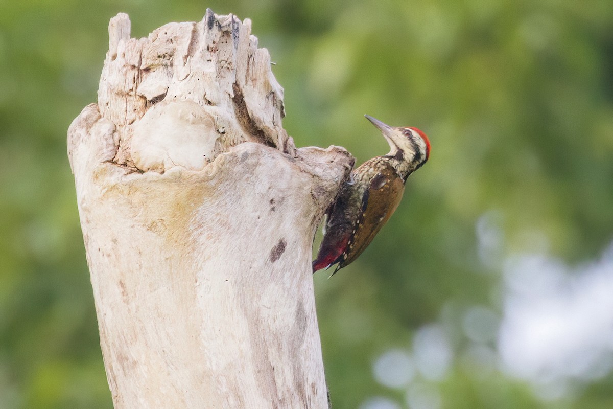 Fire-bellied Woodpecker - ML620074825