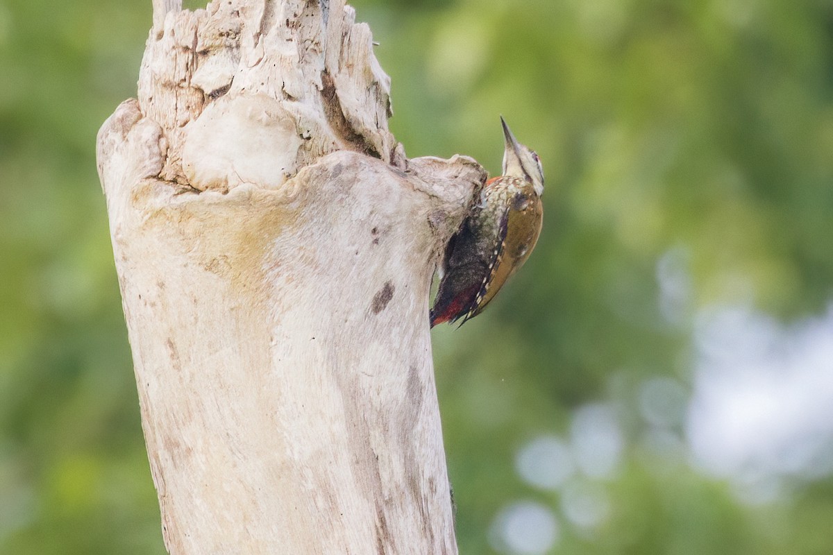 Fire-bellied Woodpecker - ML620074828