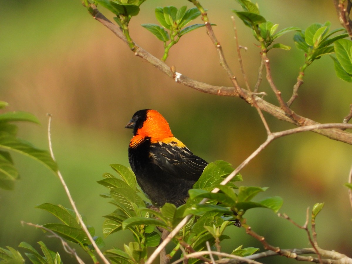 Black Bishop - ML620074830