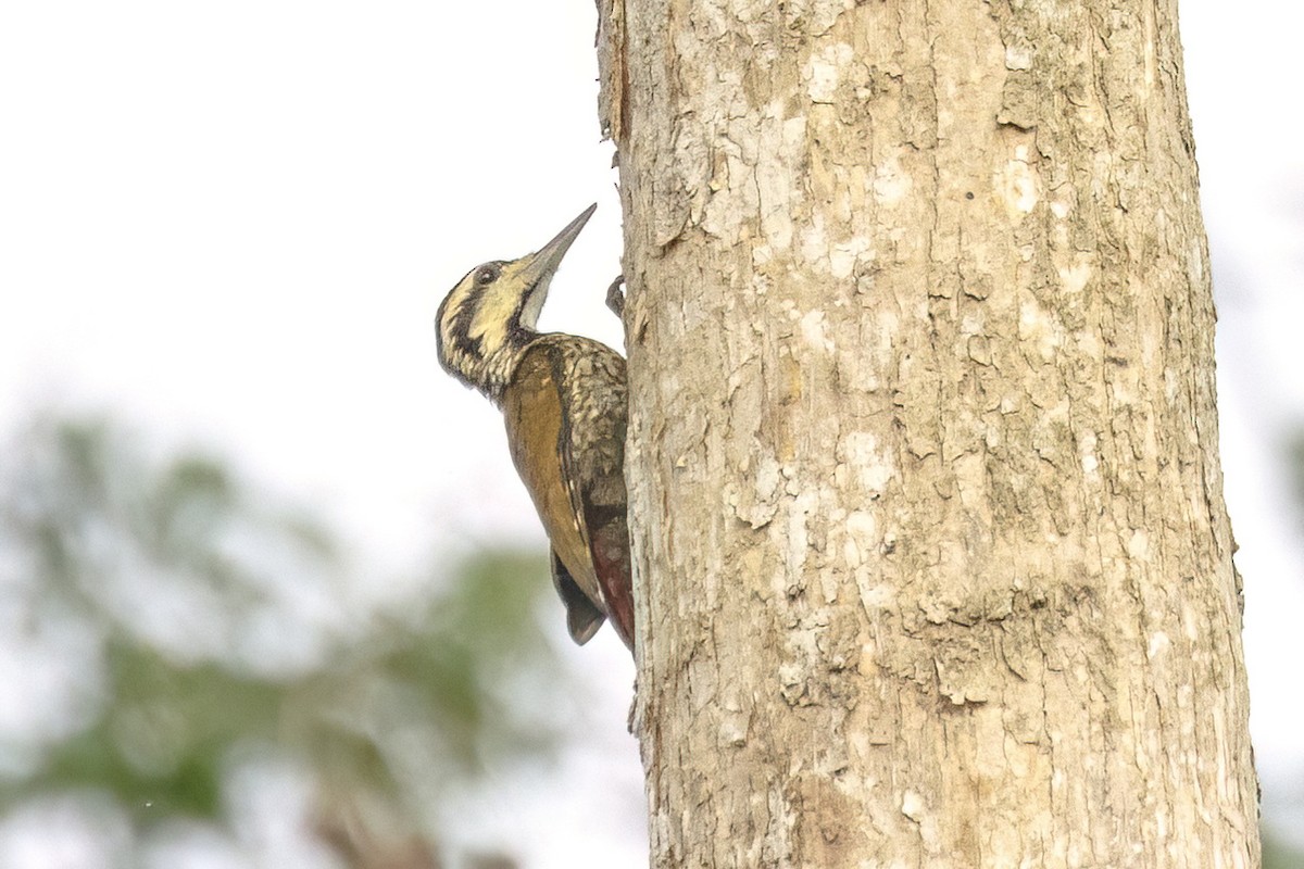 Fire-bellied Woodpecker - ML620074831