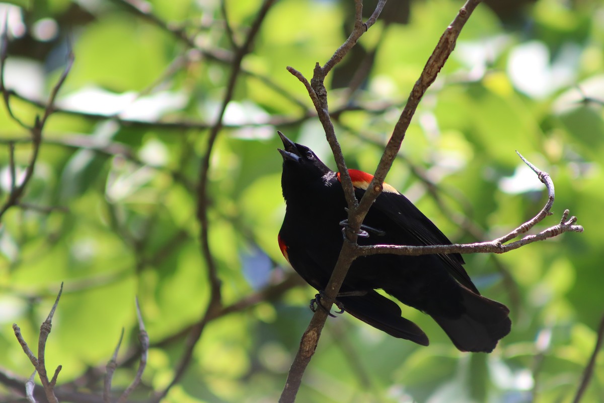 Red-winged Blackbird - ML620074833