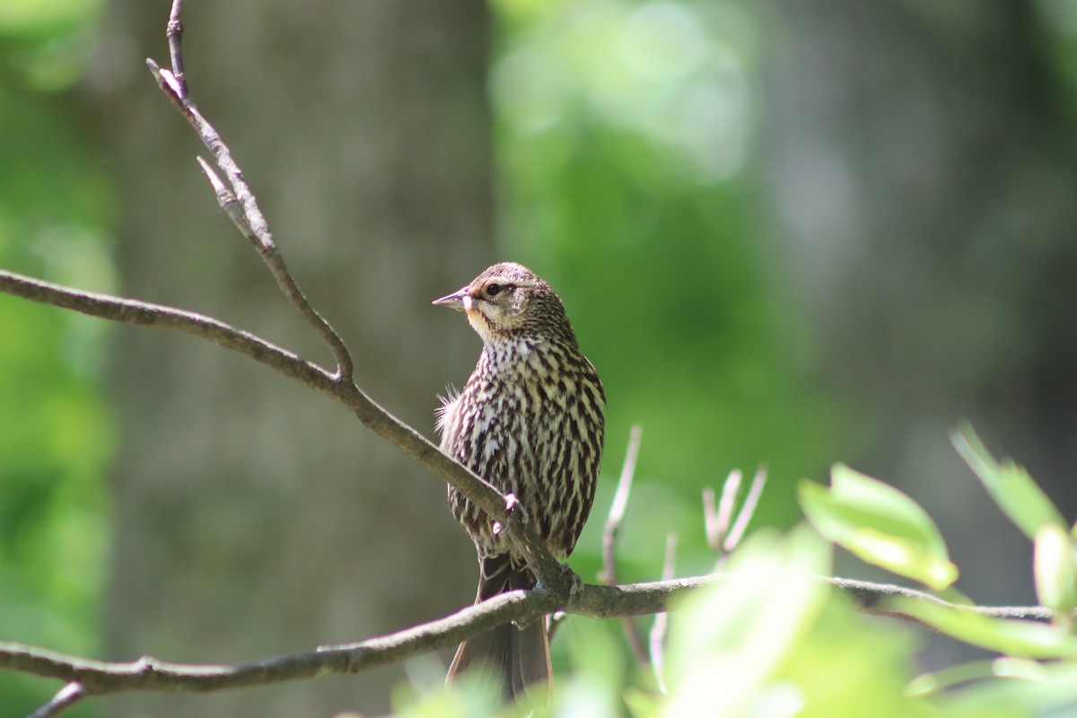 Red-winged Blackbird - ML620074834