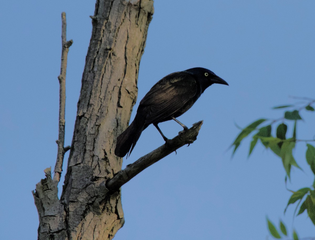 Common Grackle - ML620074856