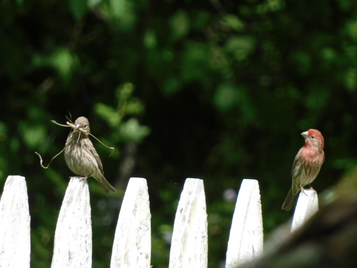 House Finch - ML620074863