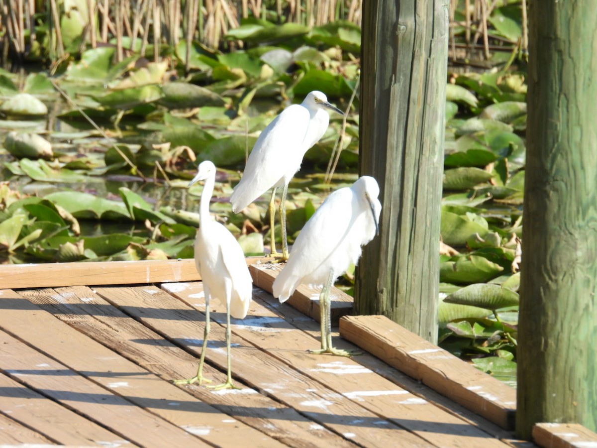 Tricolored Heron - ML620074887