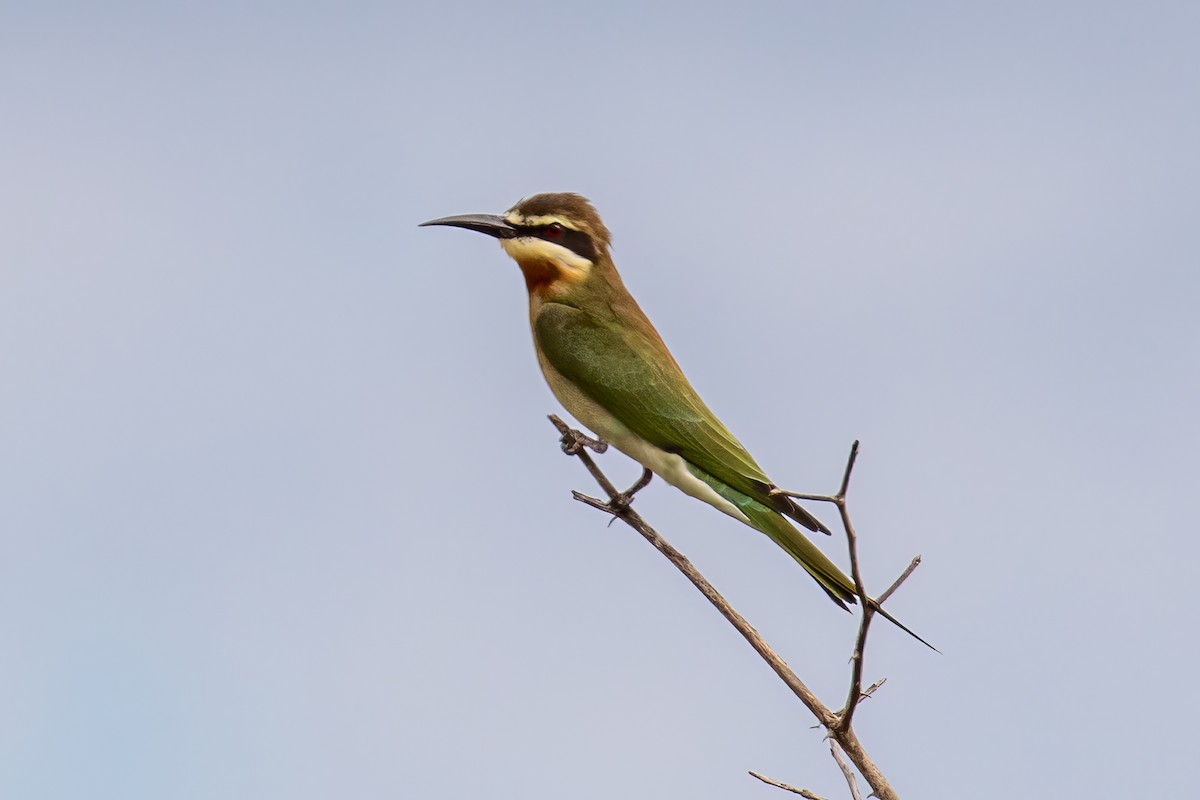 Madagascar Bee-eater - Corné Pieterse
