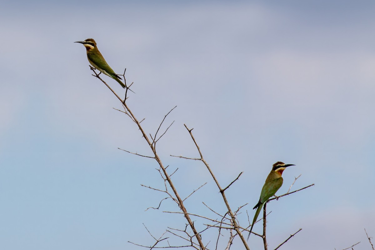Madagascar Bee-eater - ML620074893
