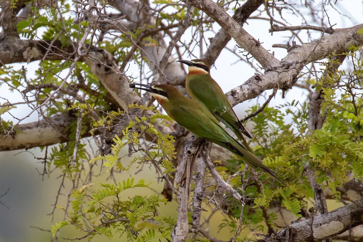 Madagascar Bee-eater - ML620074894