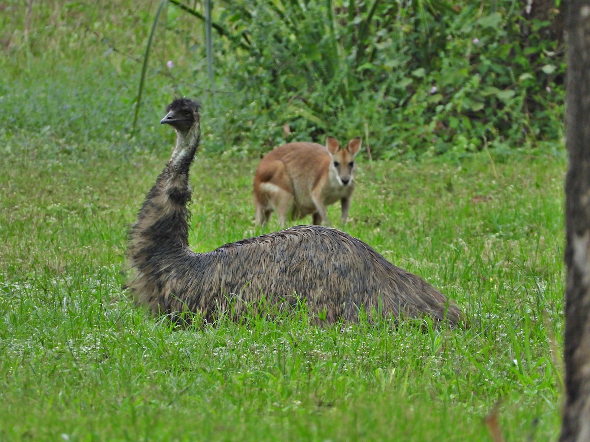 emu hnědý - ML620074948