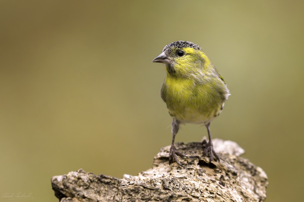 Eurasian Siskin - ML620074954