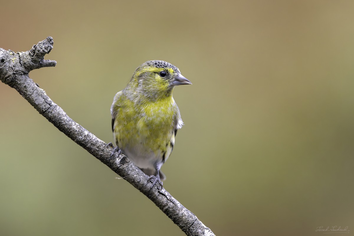 Eurasian Siskin - ML620074955