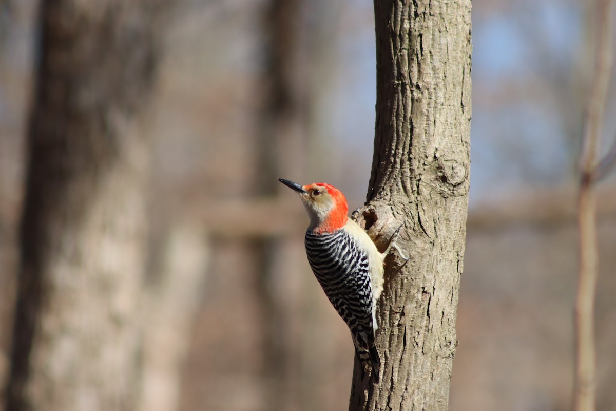 Red-bellied Woodpecker - ML620074965