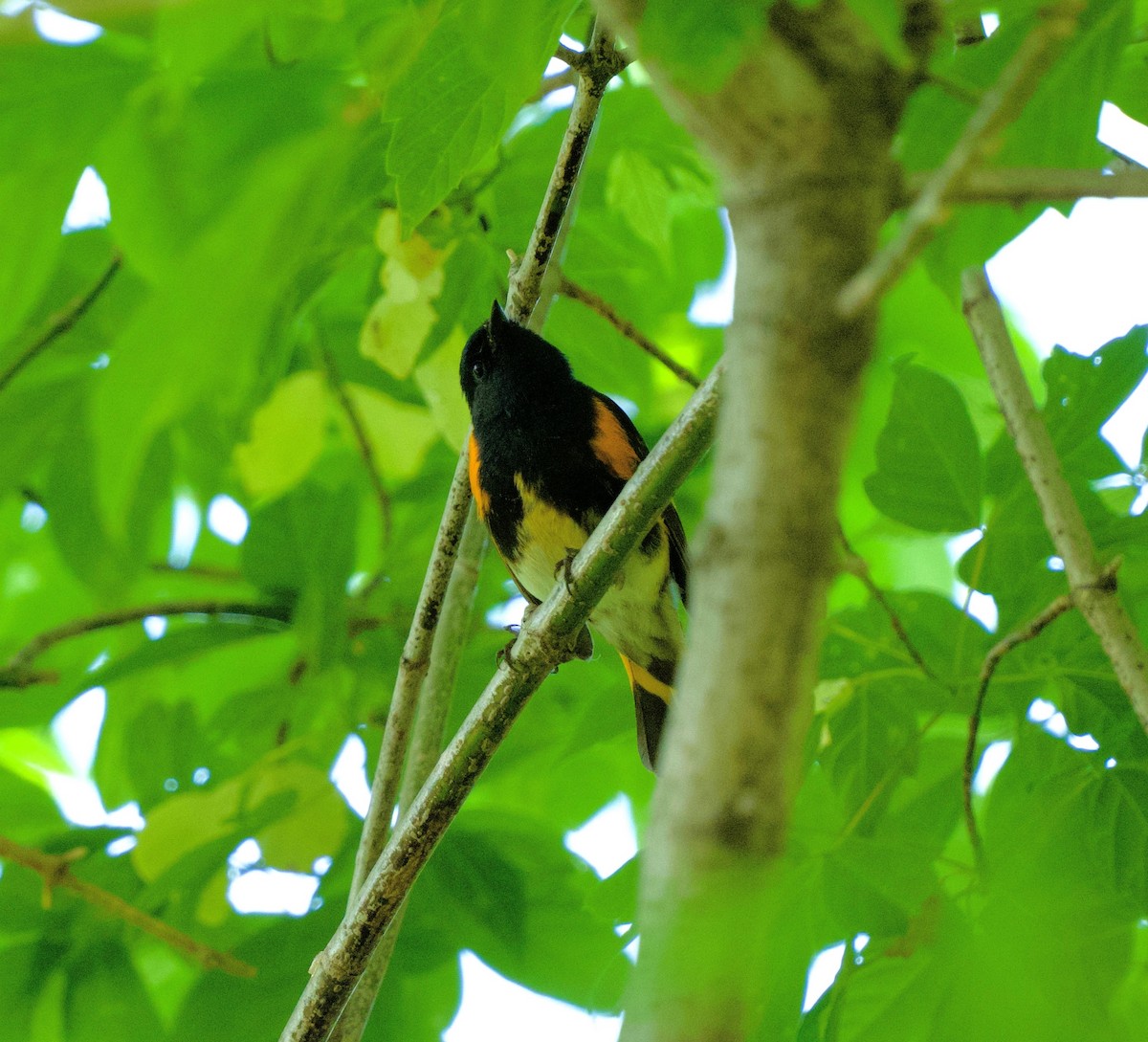 American Redstart - Leesa Goodson