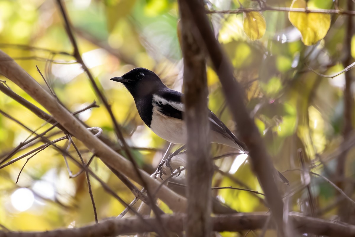 Madagascar Magpie-Robin - ML620074977