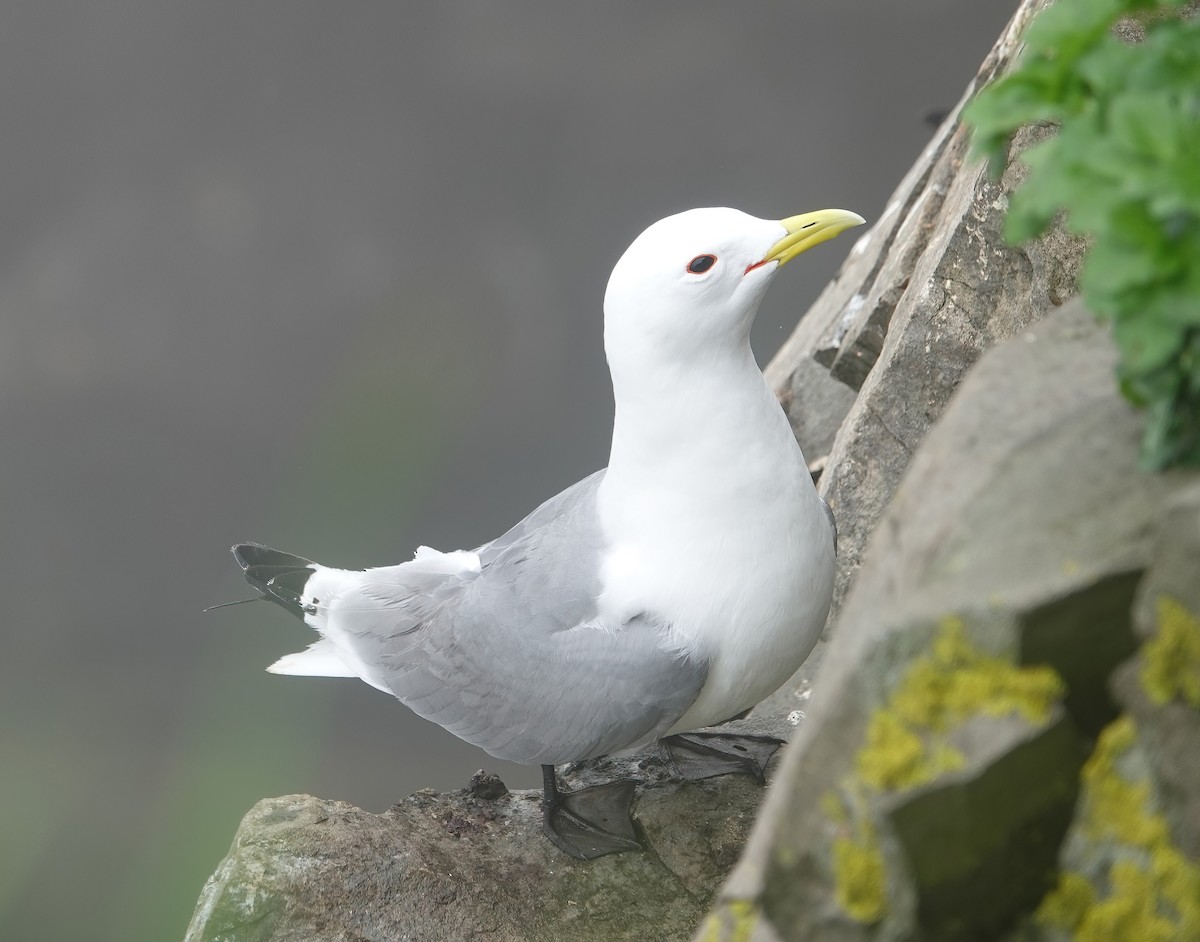 Mouette tridactyle - ML620074981