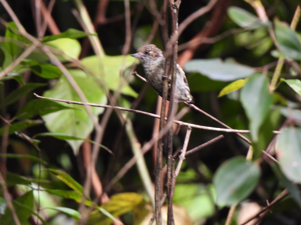Scaled Piculet - ML620075004