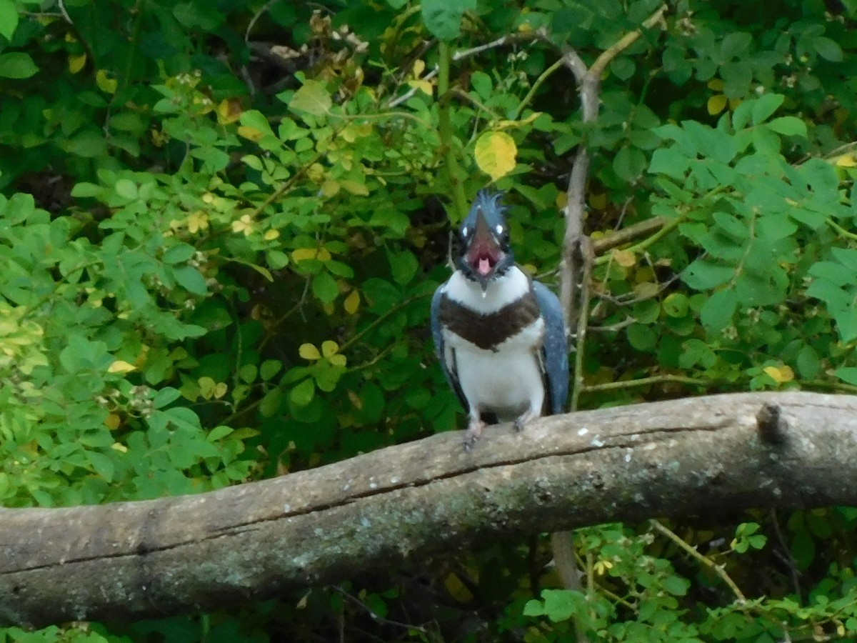 Belted Kingfisher - ML620075005