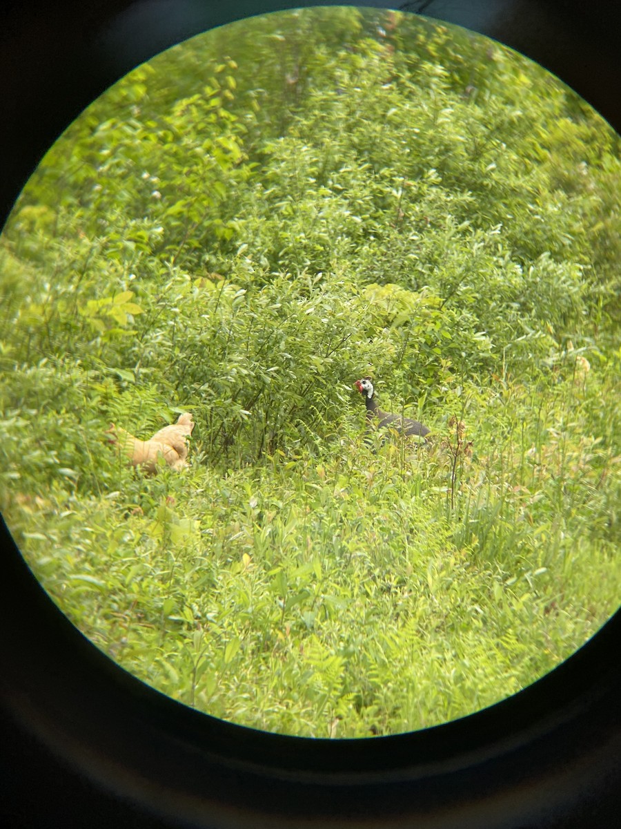 Helmeted Guineafowl - ML620075017