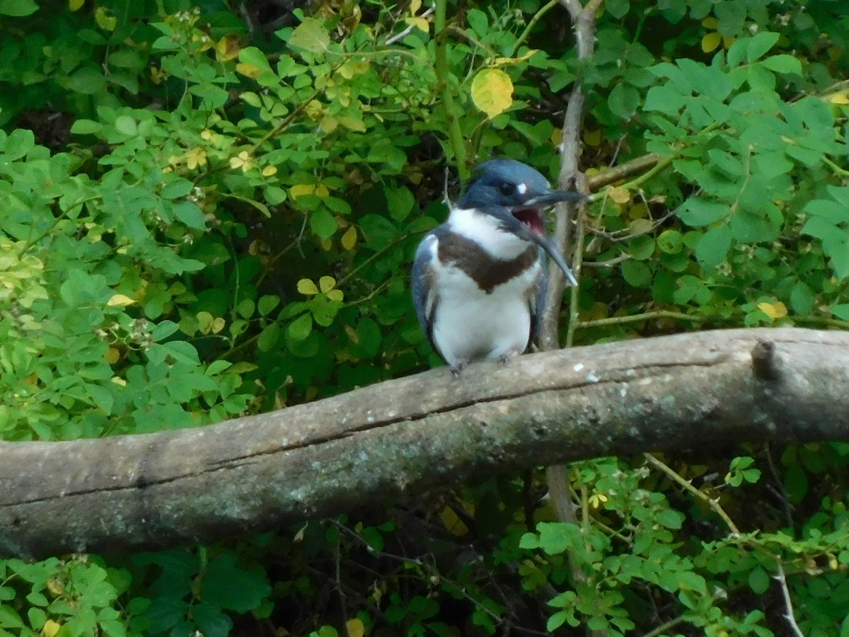 Belted Kingfisher - ML620075024