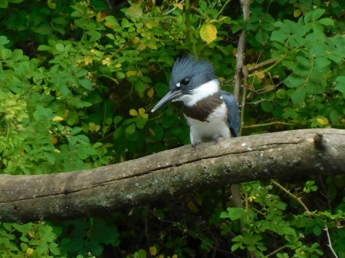 Belted Kingfisher - ML620075025