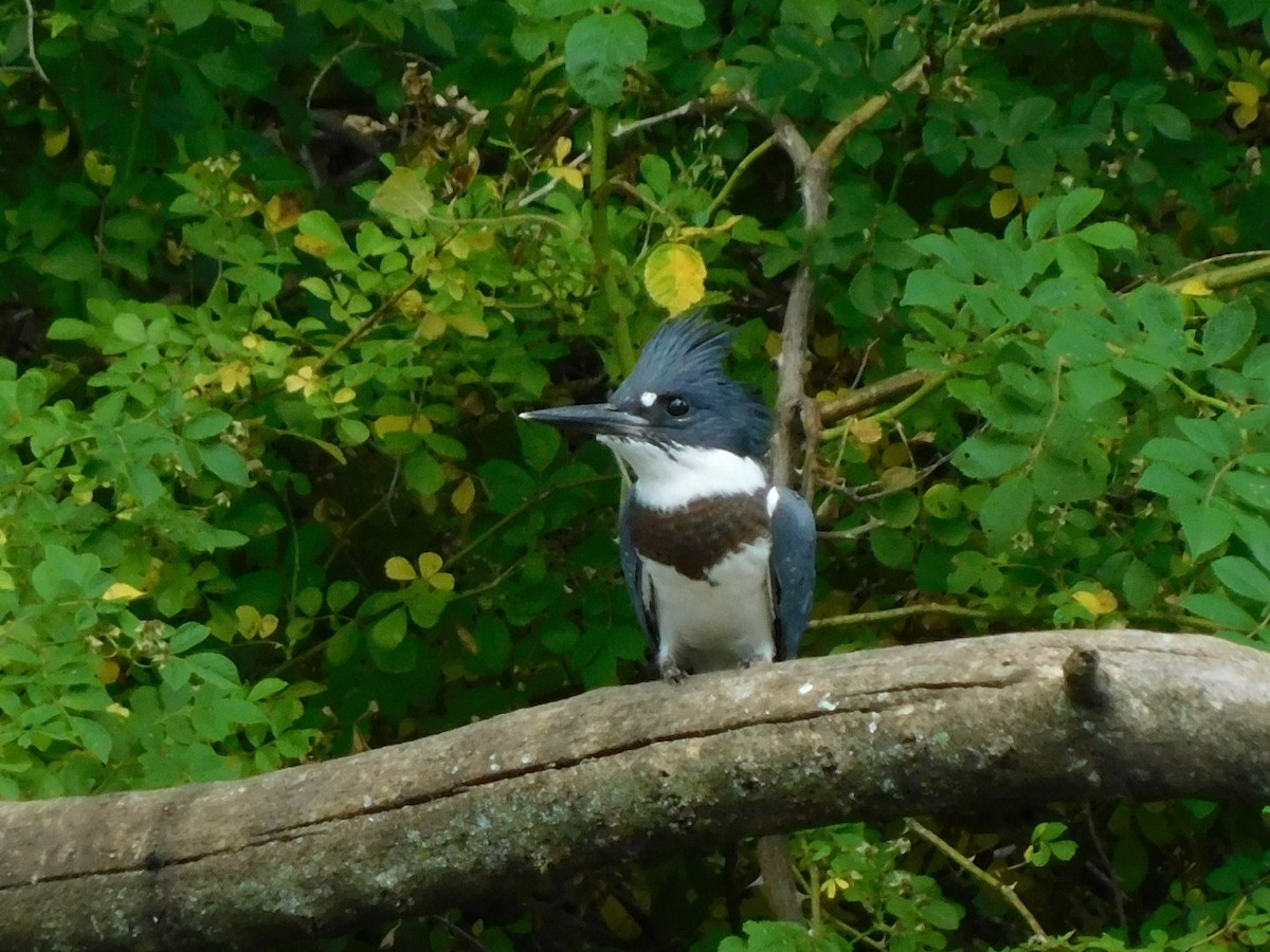 Belted Kingfisher - ML620075026