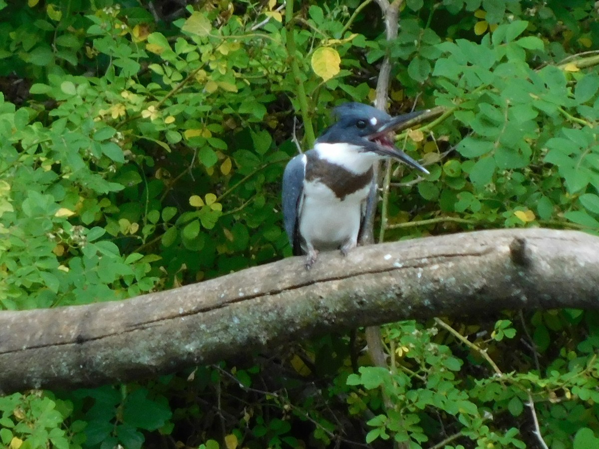 Belted Kingfisher - ML620075027