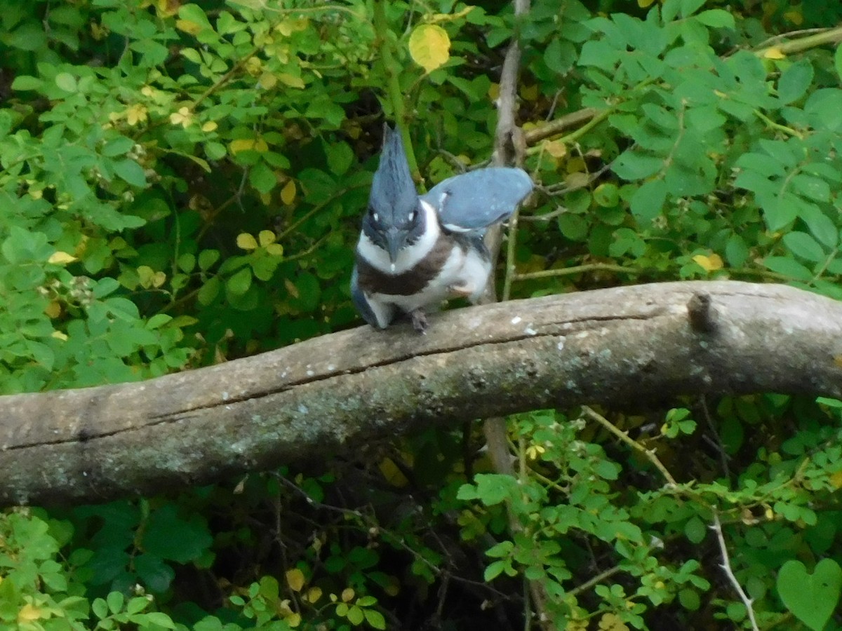 Belted Kingfisher - ML620075028