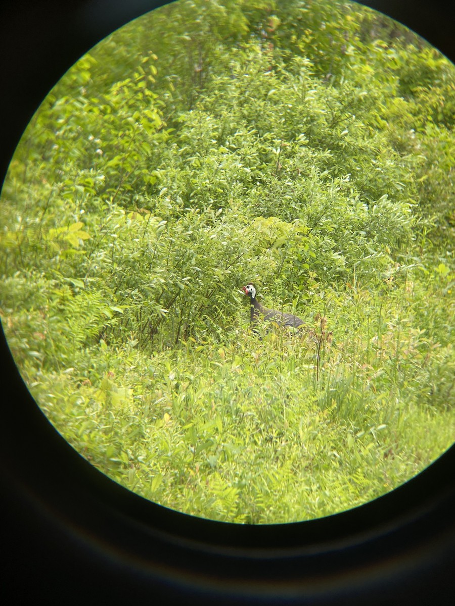 Helmeted Guineafowl - ML620075034