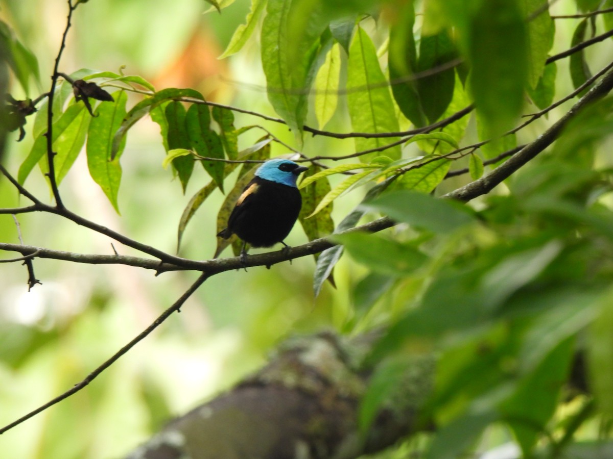Blue-necked Tanager - ML620075037