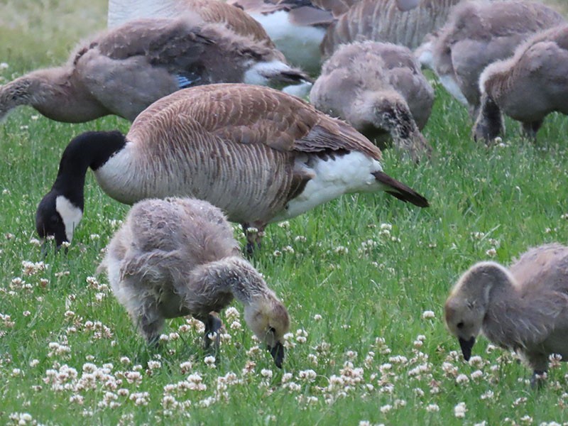 Canada Goose - ML620075038