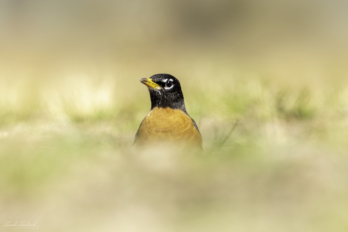 American Robin - ML620075039