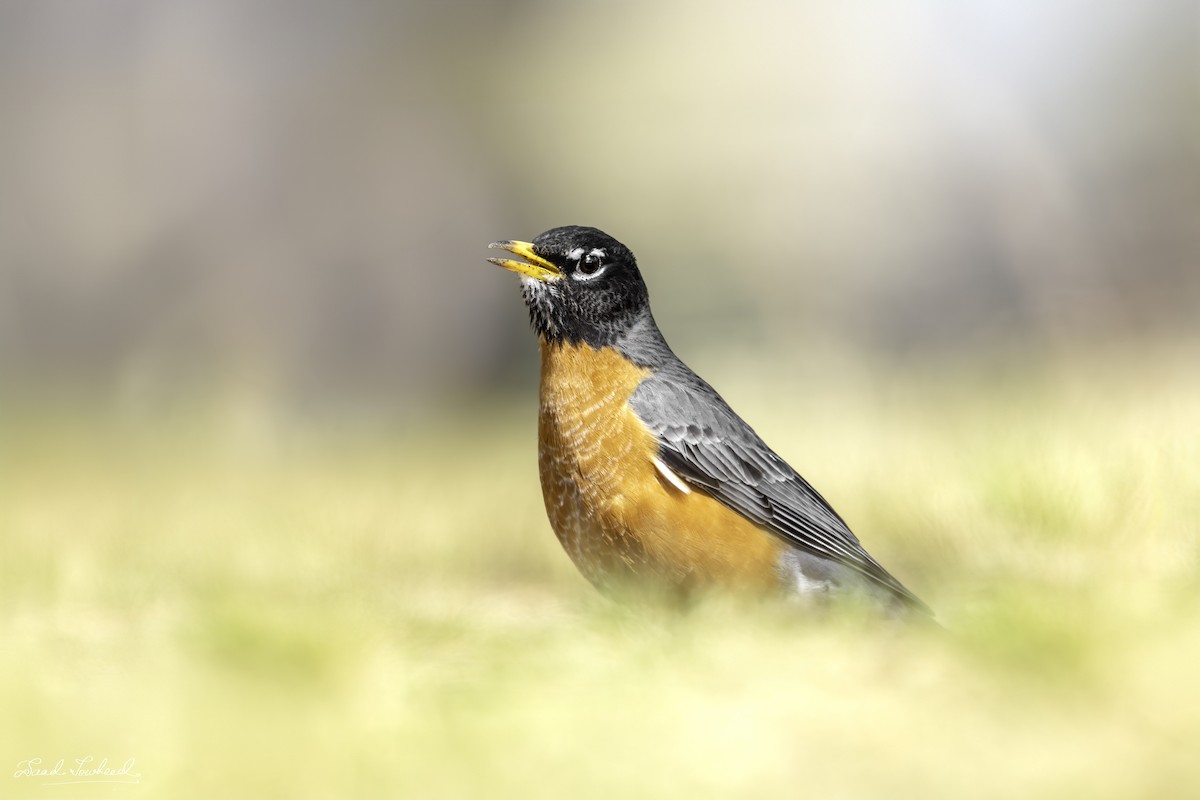 American Robin - ML620075041
