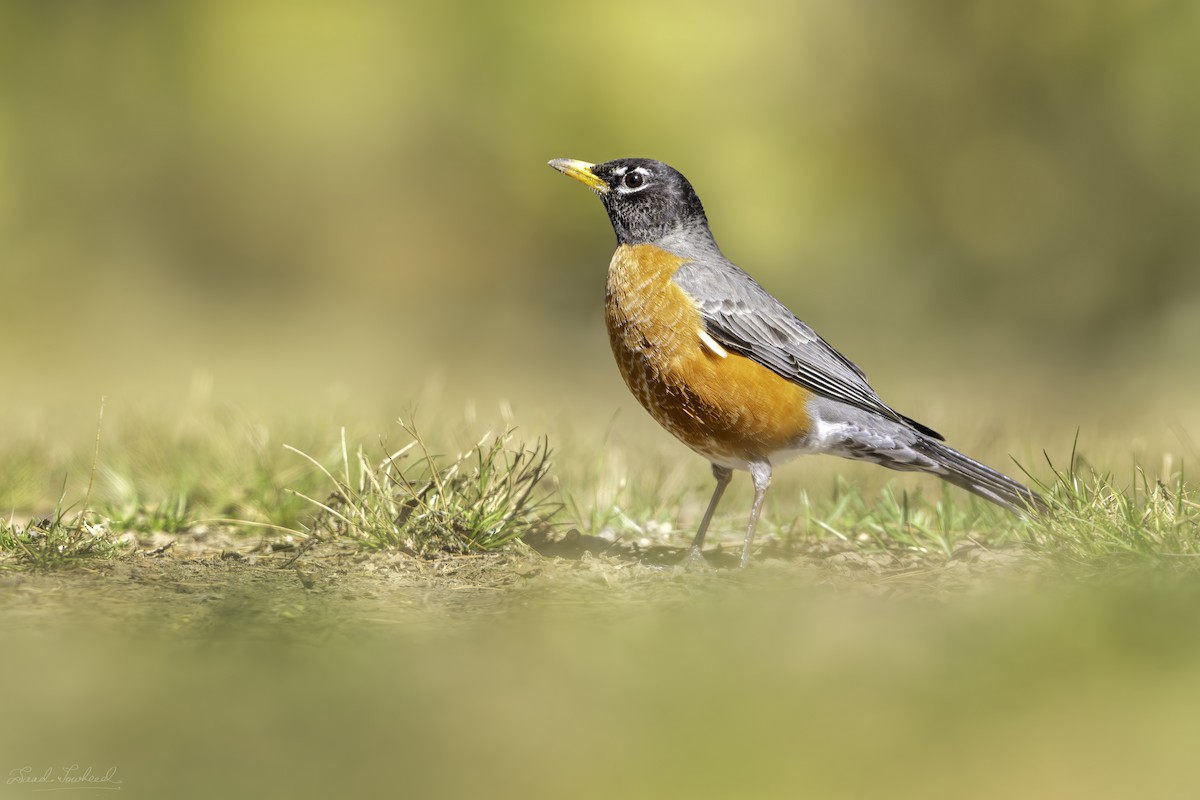 American Robin - ML620075042